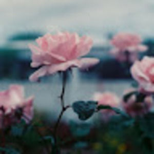 Meet your Posher, Claudia